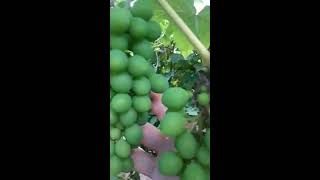 Floración 2 en Vitis Vidor : hibridos tropicales y uvas creciendo