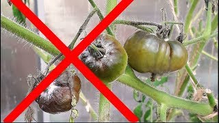 ПОБЕДА над ФИТОФТОРОЗОМ и ПЕРОНОСПОРОЗОМ!  Опыт зрителей