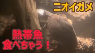 ニオイガメ… 買ったばかりの熱帯魚を食べちゃう！大型ビバリウム水槽に暮らす カメの食事。