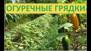 Огурцы созрели пора собирать