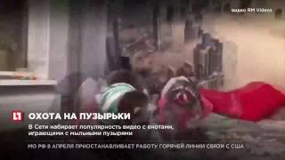 В Сети набирает популярность видео с енотами, играющими с мыльными пузырями