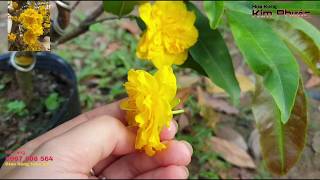 Mai cúc thọ hương giống LH: 0967808564 (21/10/2019)
