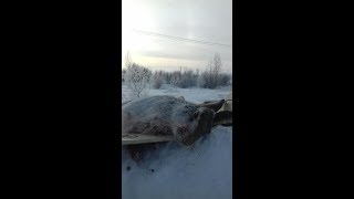 Пуленепробиваемый заяц! Охота на зайца 2019 с русскими гончими
