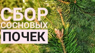 Сбор сосновых почек. Советы.Лисья нора.