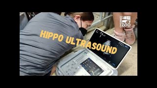 Doing an Ultrasound on Hippo Bibi - Cincinnati Zoo