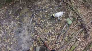 Chasse à la bécasse dans les Pyrénées catalanes