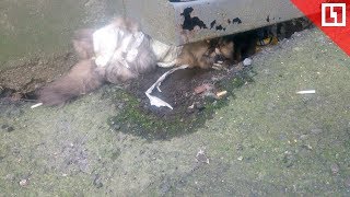 Кошку изнасиловали и обмотали скотчем