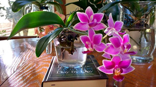 Orchid Whisperer