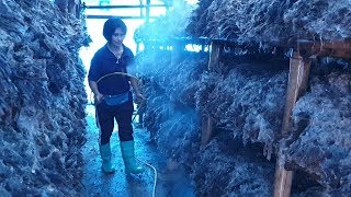 เห็ดโรงเรือน ทำอย่างไรให้เห็ดออกดีbyเจ้พร ตอน เก็บเห็ดแล้วจ้า