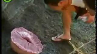 Japanese Fish Ass - Family Guy