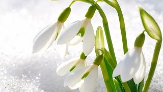 Подснежник 3 ЧАСТЬ распустившийся. Весенние цветы, Своими руками