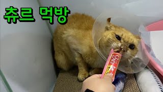 겁쟁이 쫄보 고양이의 츄르먹방(식만이)