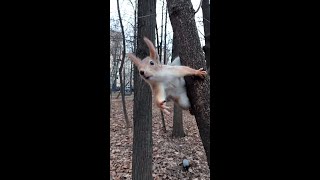 Всем по орешку / All the squirrels have a nut