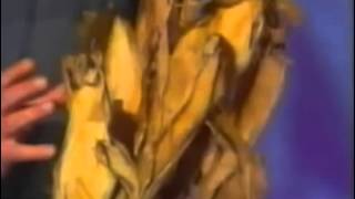 Wissenschaftliche Sensation - Verbotene Entdeckung von 1988