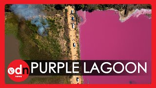 Shocking! Pollution Turns Lagoon Bright Purple in Paraguay