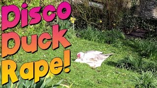 Aggressive duck mating [funny] Muscovy vs Campbell: Backyard poultry get rapey!