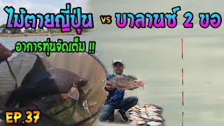ตกชิงหลิว ไม้ตายญี่ปุ่น VS บาลานซ์ 2 ขอ อาการทุ่นจัดเต็ม!! EP.37