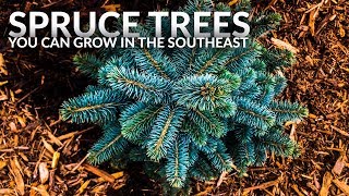 Spruce Trees You Can Grow in the Southeastern Growing Zones