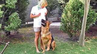 Дрессировка Рея. Выполнение команд и игра с бутылкой. Dog Training. Rey. Одесса.