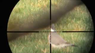 Air Rifle Hunting - Pigeons with Hatsan at44-10