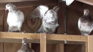 Iranian High Flying Pigeons New York