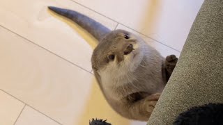カワウソさくら 椅子に飼い主と二人で座ろうと頑張るカワウソ otter trying hard to sit in a chair together