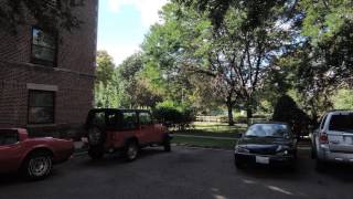Cicada chirping in Chicago even in end of September