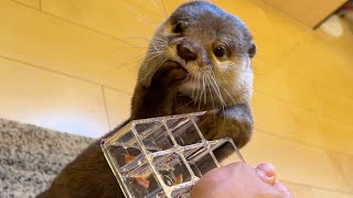 穴という穴に手を入れまくるカワウソ！ otter with his hands all over the hole!