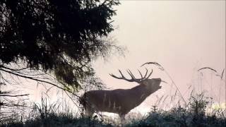 Jelení říje 2016 / Red deer rut / Libavá