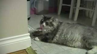 Fat Cat Fattest Cat in the World Eats Food like a Huge Obese Pig Animal
