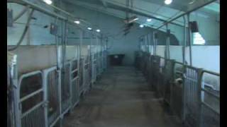 Pig Sperm
