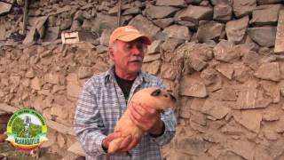 "El Cuy Macho" - Reportaje de crianza de cuyes en Carabayllo.