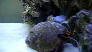 Green Pufferfish (Tetraodon fluviatilis)