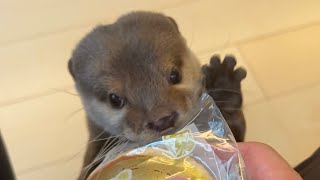 どら焼きが欲しすぎるカワウソが夢中でかわいい otter that wants dorayaki too much is crazy cute.