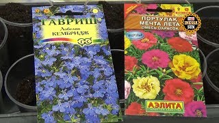 Лобелия и портулак. Как я сажаю мелкие семена.