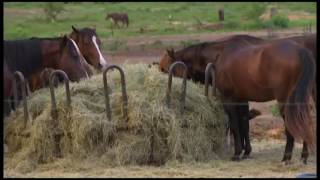 Conroe couple facing animal cruelty charges go to court on Monday