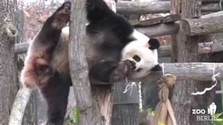 Panda Jiao Qing feiert 100.000 Fans im Zoo Berlin - Celebrating followers at Zoo Berlin