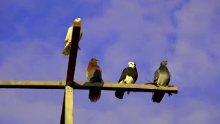 ХИЩНИК не отстает от моих ГОЛУБЕЙ в полете !