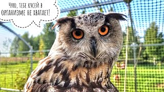 Утро - лучшее время, чтобы бесить сову. И всех окружающих тоже!