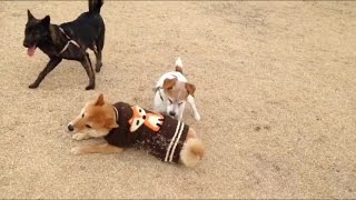 はじめてドッグランで他の犬と遊ぶ柴犬どんぐり Shiba Inu Donguri for the first time to play with other dogs in the dog run