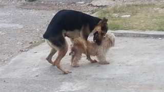 Dog sex epic fail!!