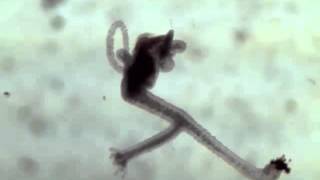 Hungry Hungry Hydra