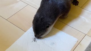 カワウソさくら 虫のイラストを描いてカワウソに見せた反応がこちら otter who saw a picture of an insect