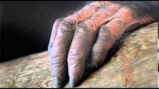 creepypasta - la mano peluda