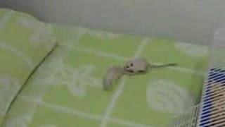 Gerbils Brincando fora da gaiola