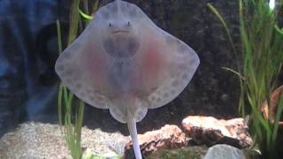 Ray reef. Roggen rif.