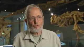 T-Rex unearthed downunder?