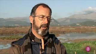Someres per netejar flora invasora a s`Albufereta
