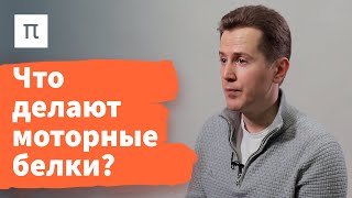 Способы генерации силы клеточным скелетом — Никита Гудимчук 