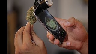 HistoriasLT | El oficio de un catador de marihuana en Chile